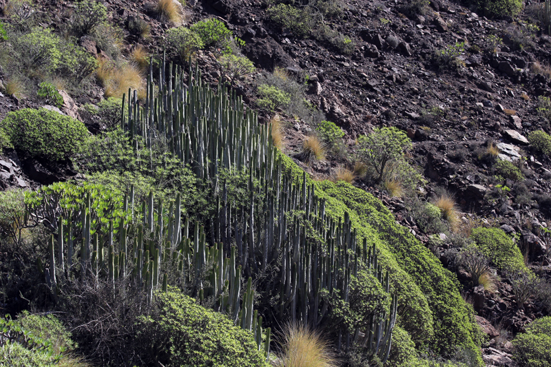 2016-11-07_112316 gran-canaria-2016.jpg - Wolfsmilch